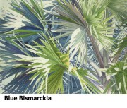 Blue Bismarckia
