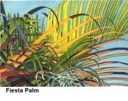 Fiesta Palm